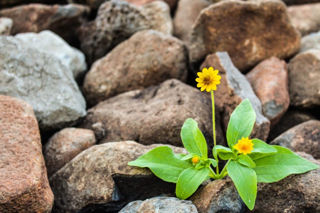resilienza emotiva