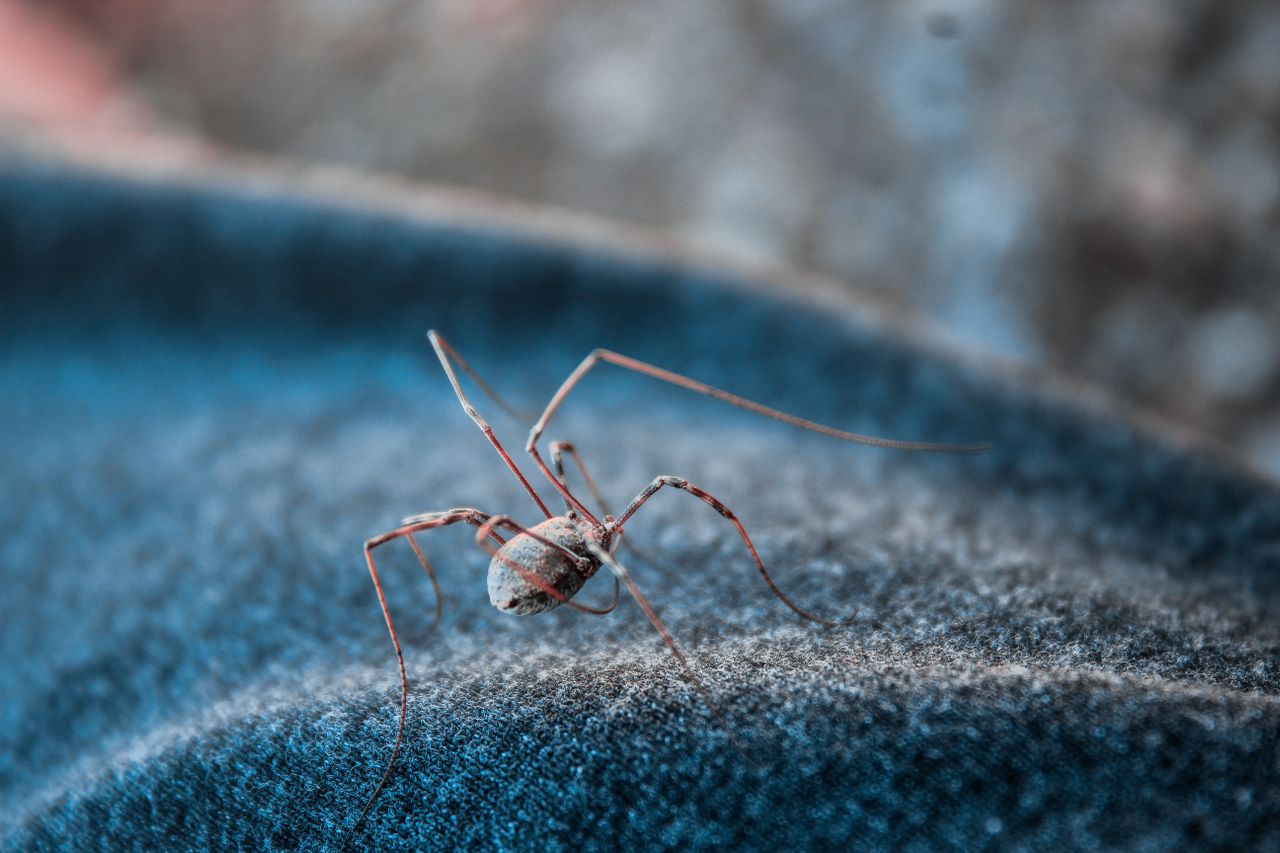 aracnofobia